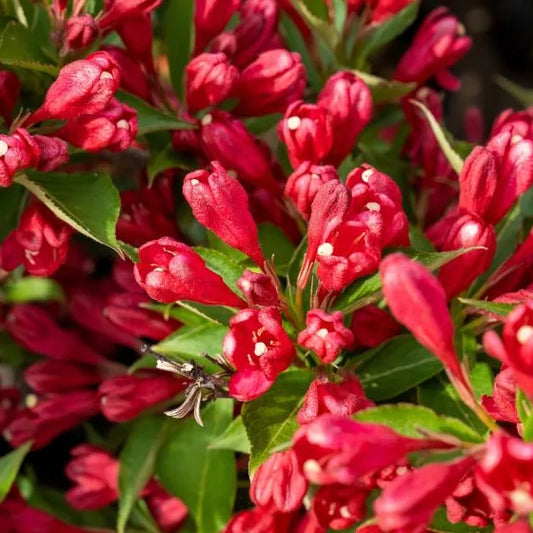 Weigélia All summer red® (Weigela All summer red®)