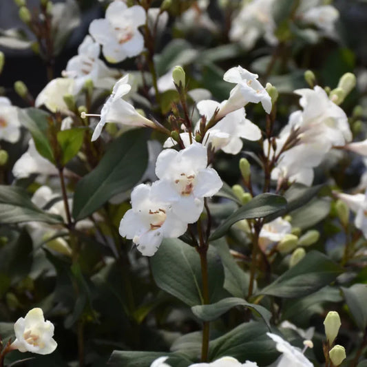 Weigela ebony and ivory