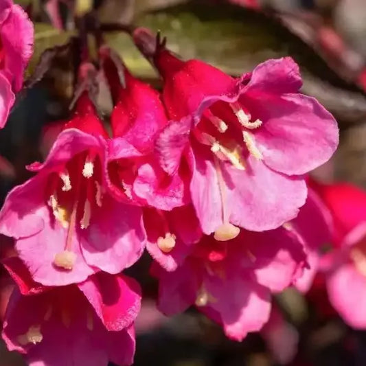 Weigélia alexandra (Weigela florida Alexandra)