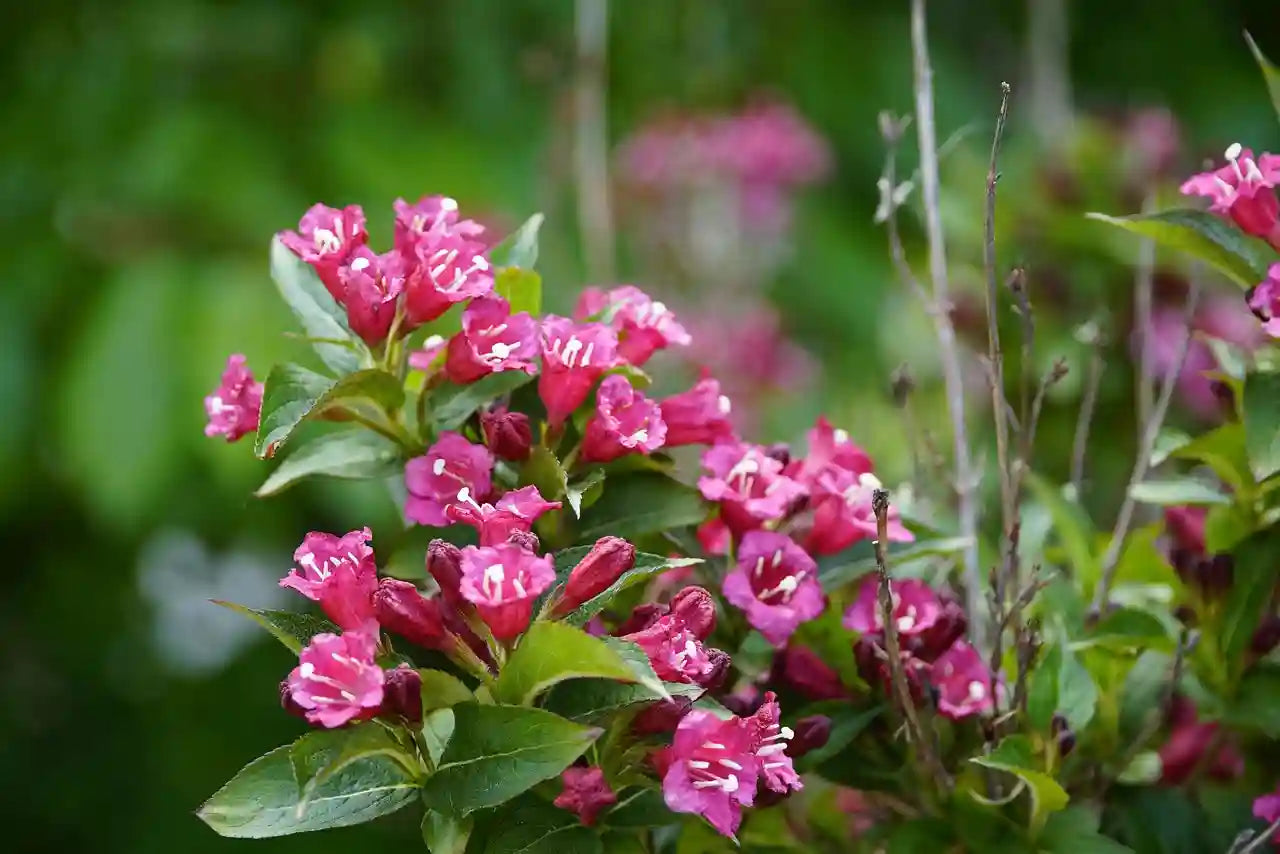 Fleur de weigela florida Bristol Ruby
