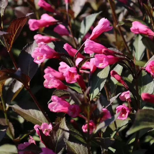 Weigela florida Victoria