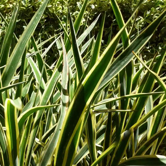 feuilles vertes et jaunes du yucca filamentosa bright edge