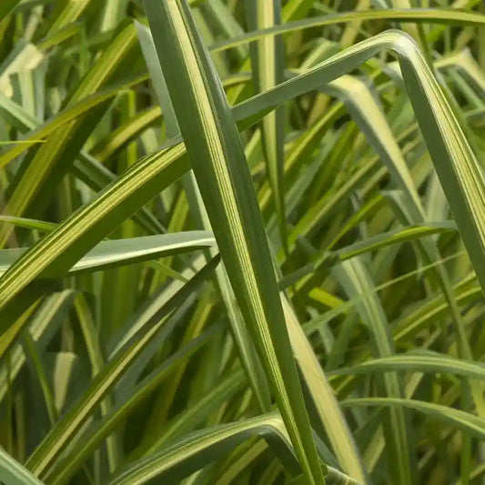 Feuilles bicolores vertes et jaunes du Yucca Golden Sword