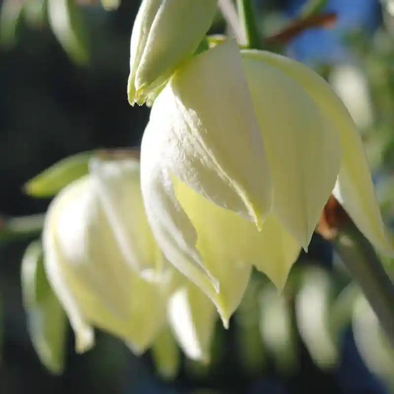 Fleur blanche crème du Yucca Golden Sword