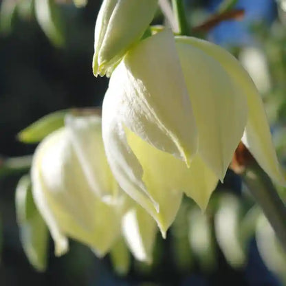 Fleur blanche crème du Yucca Golden Sword